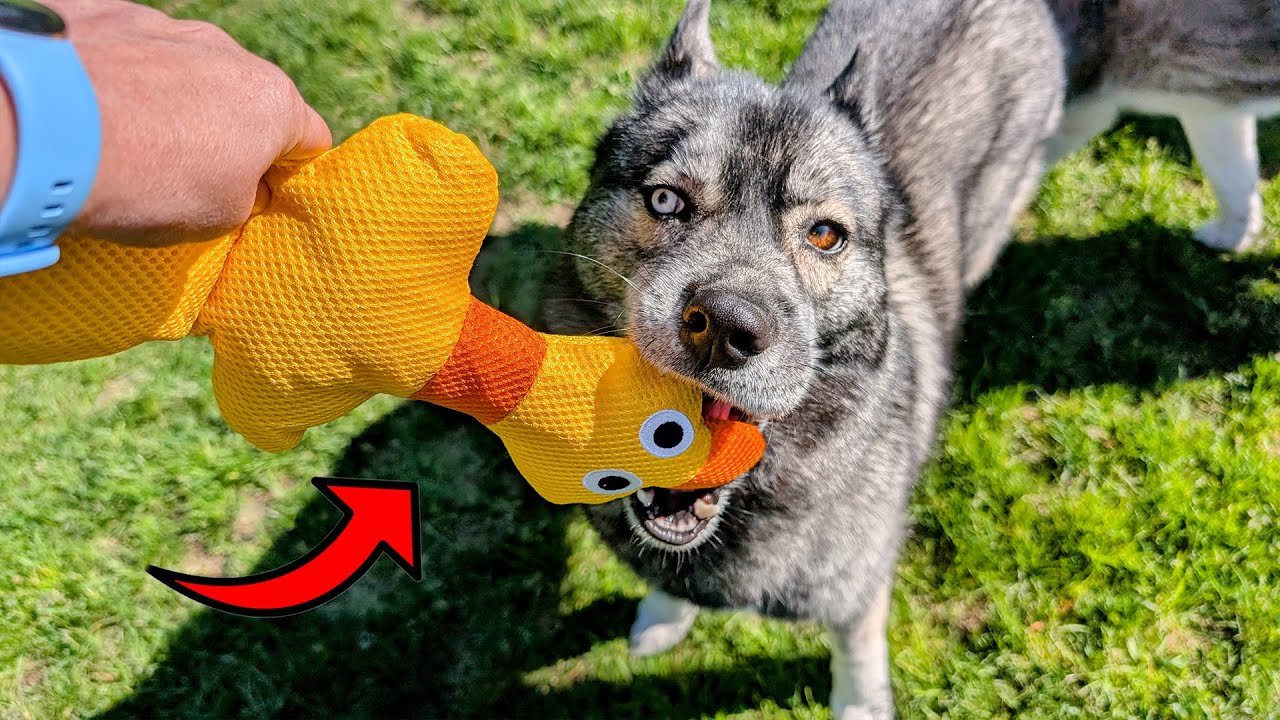 These Duck Dog Toys are Great for The Pool And Play!