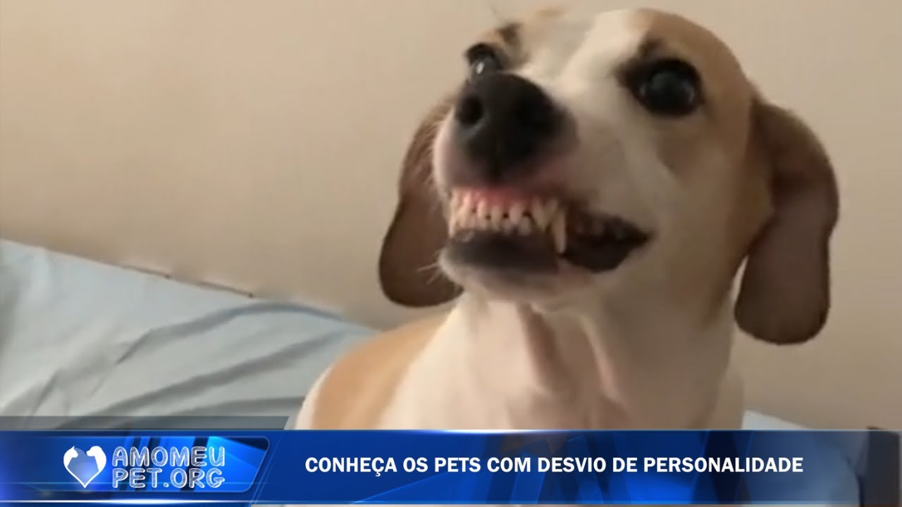 Pets duas caras: Cachorros sem um pingo de honestidade | Jornalzinho Amo Meu Pet