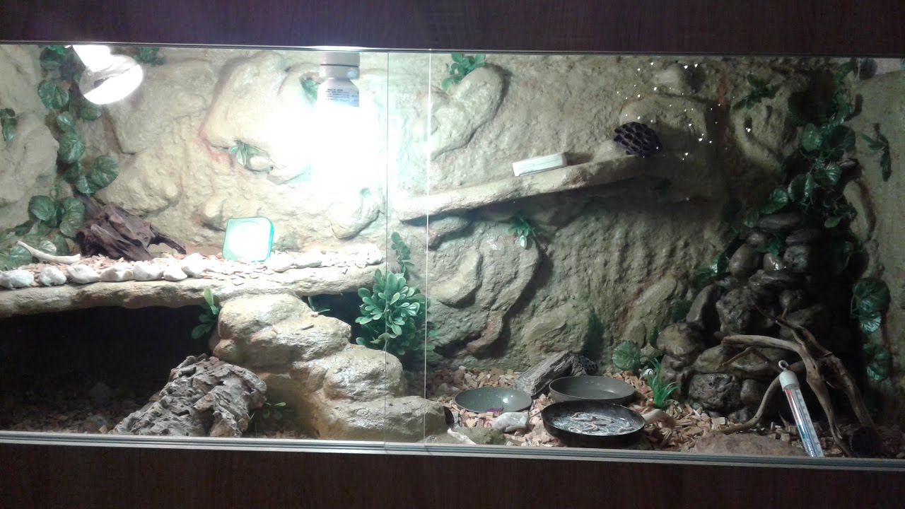 Budowa Terrarium dla Agamy Brodatej