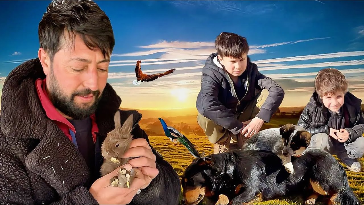 TAVŞANLAR YAVRULADI !!! BU TAVŞAN KİMİN YAVRUSU / TAVUKLARA KÜMES YAPIYORUZ / EŞİNİ ÇOK SEVEN KAZLAR