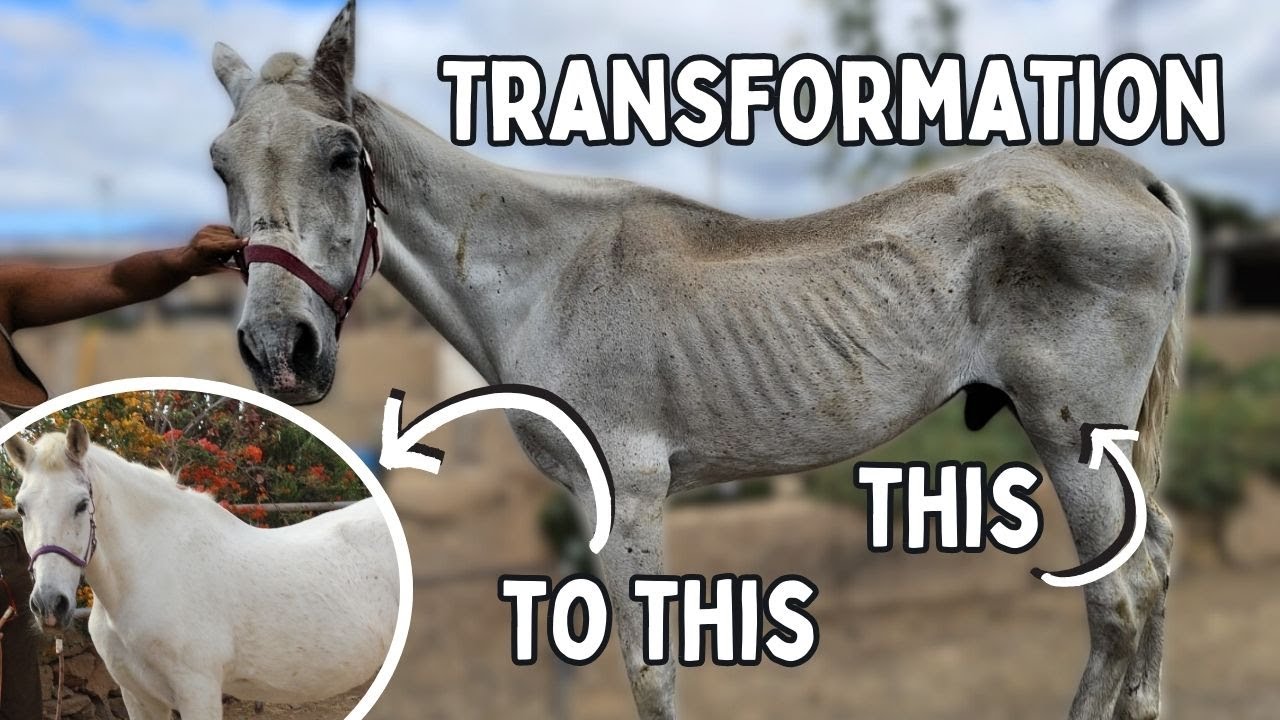 ПРЕОБРАЖЕНИЕ ЭДА ШИРАНА ШОКИРОВАЛО ВЕТЕРАНОВ | Tenerife Horse Rescue