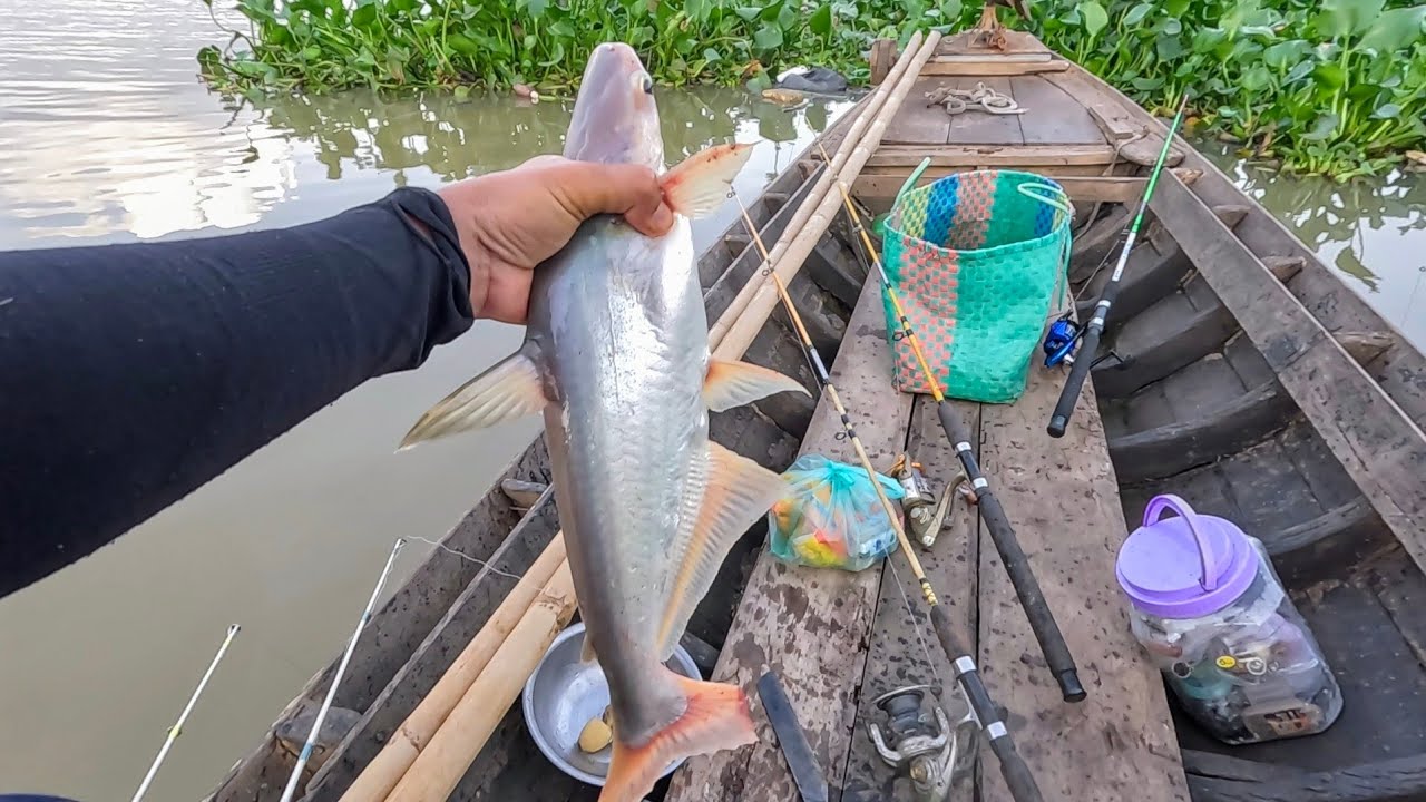 Sáng Rãnh Chạy Xuồng Ra Sông Câu Cá , Cá Giựt Lia Lịa Kéo Không Kịp Thay Mồi, Fishing.
