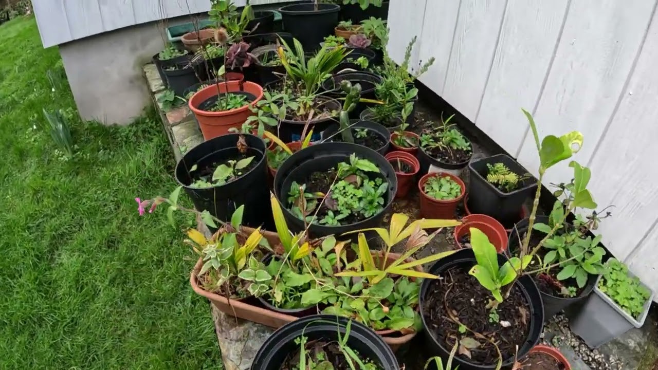 My Garden   February 2024