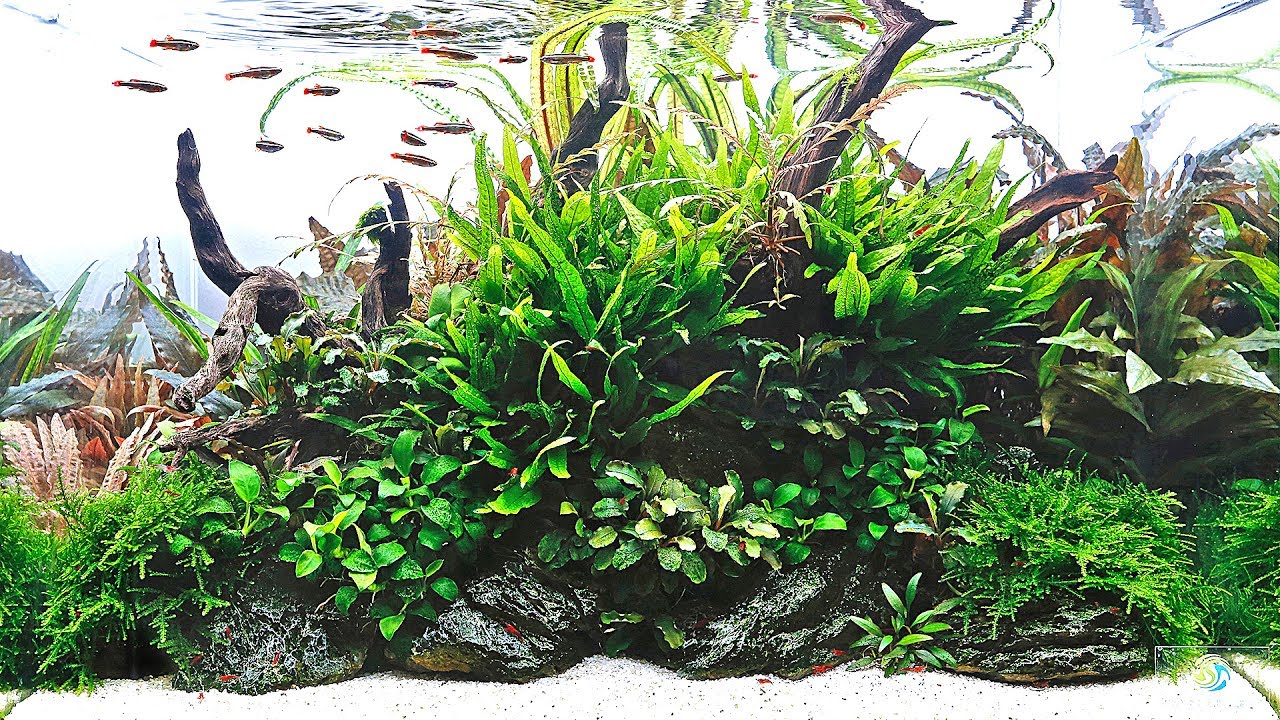 Aquascaper 600 Nature Aquarium