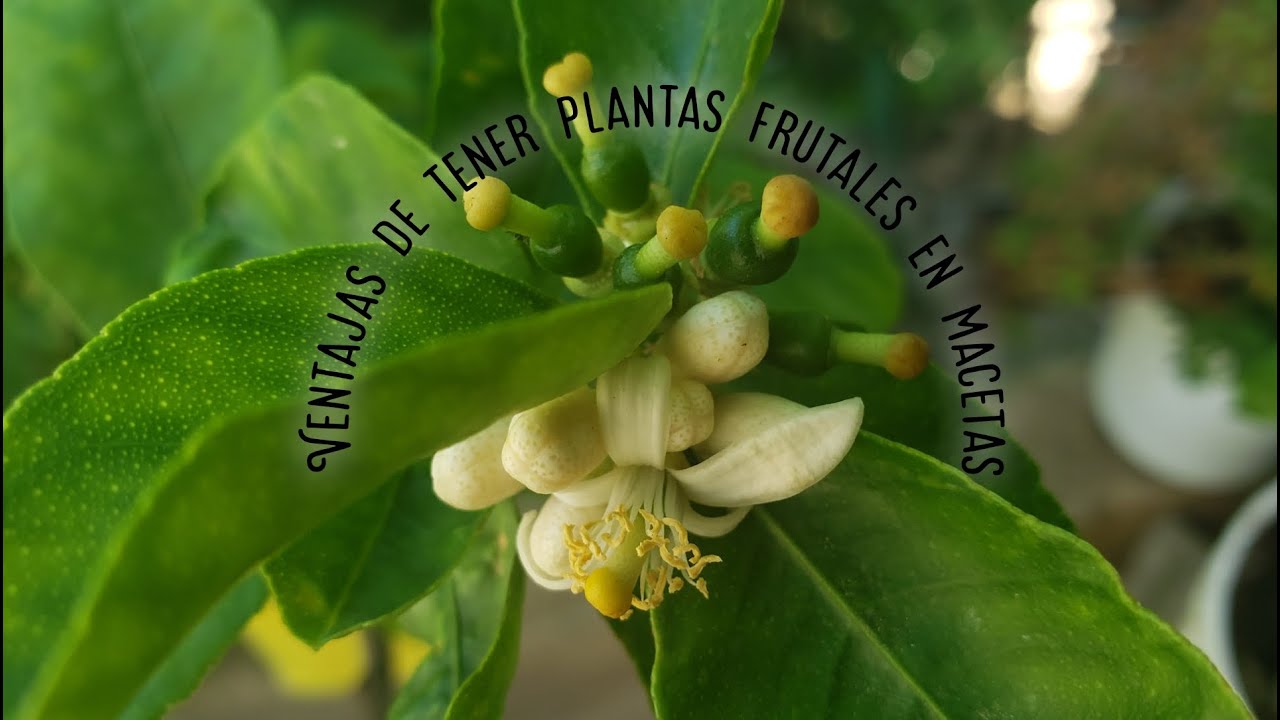 Ventajas de tener plantas frutales en macetas