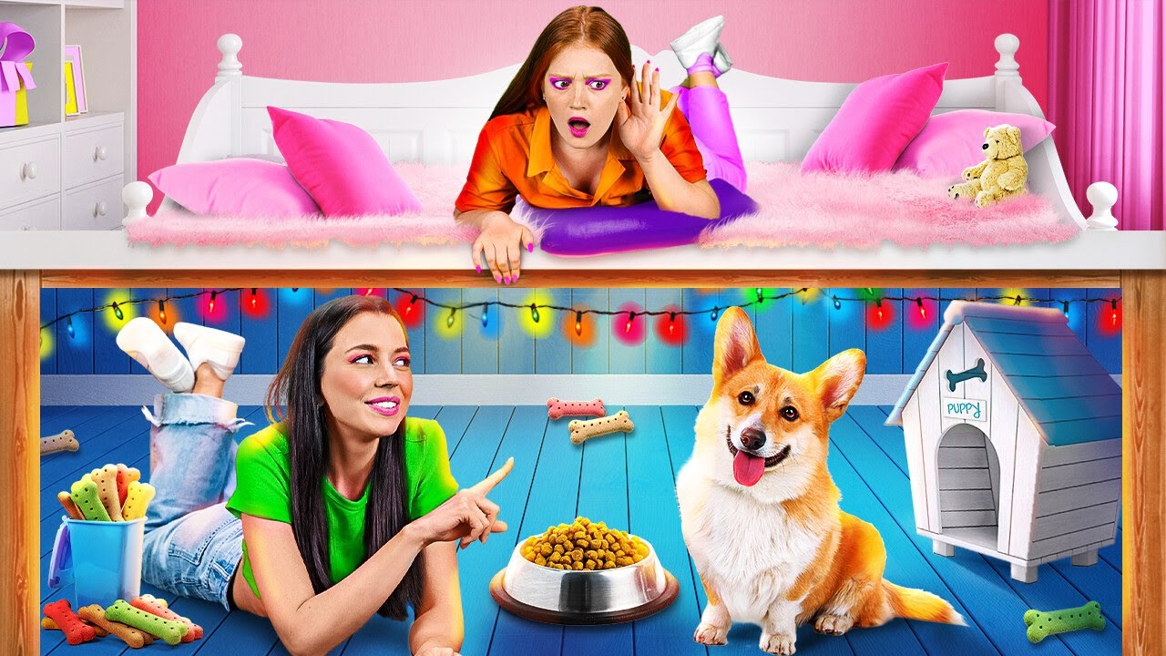 EMMENER SON ANIMAL N'IMPORTE OÙ ? || Une Pièce Secrète pour les animaux Par 123 GO! SCHOOL