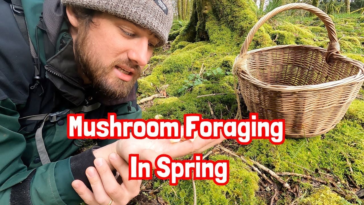 Mushroom Foraging In Spring