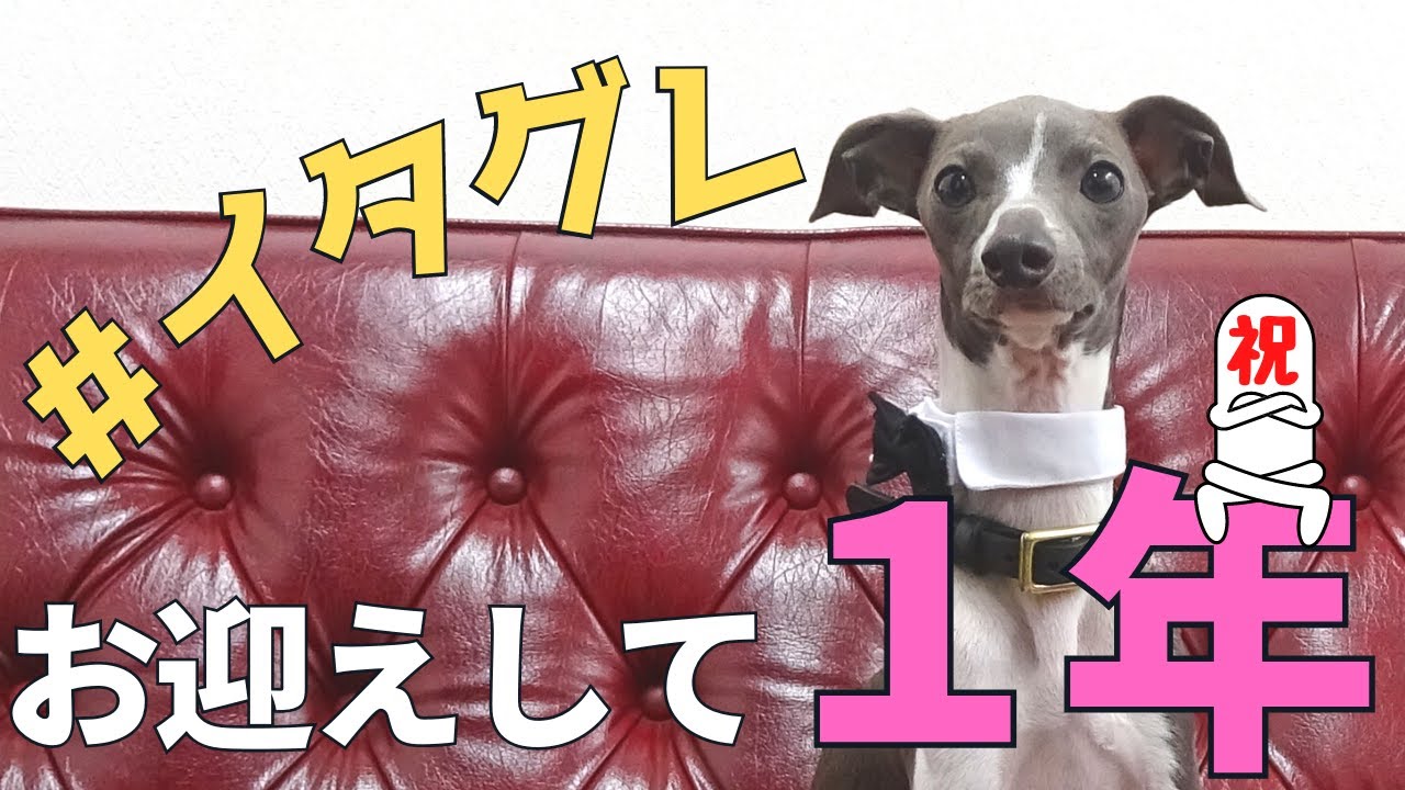 【イタグレ】犬をお迎えしての１年間・・35歳独身男が振り返ります！