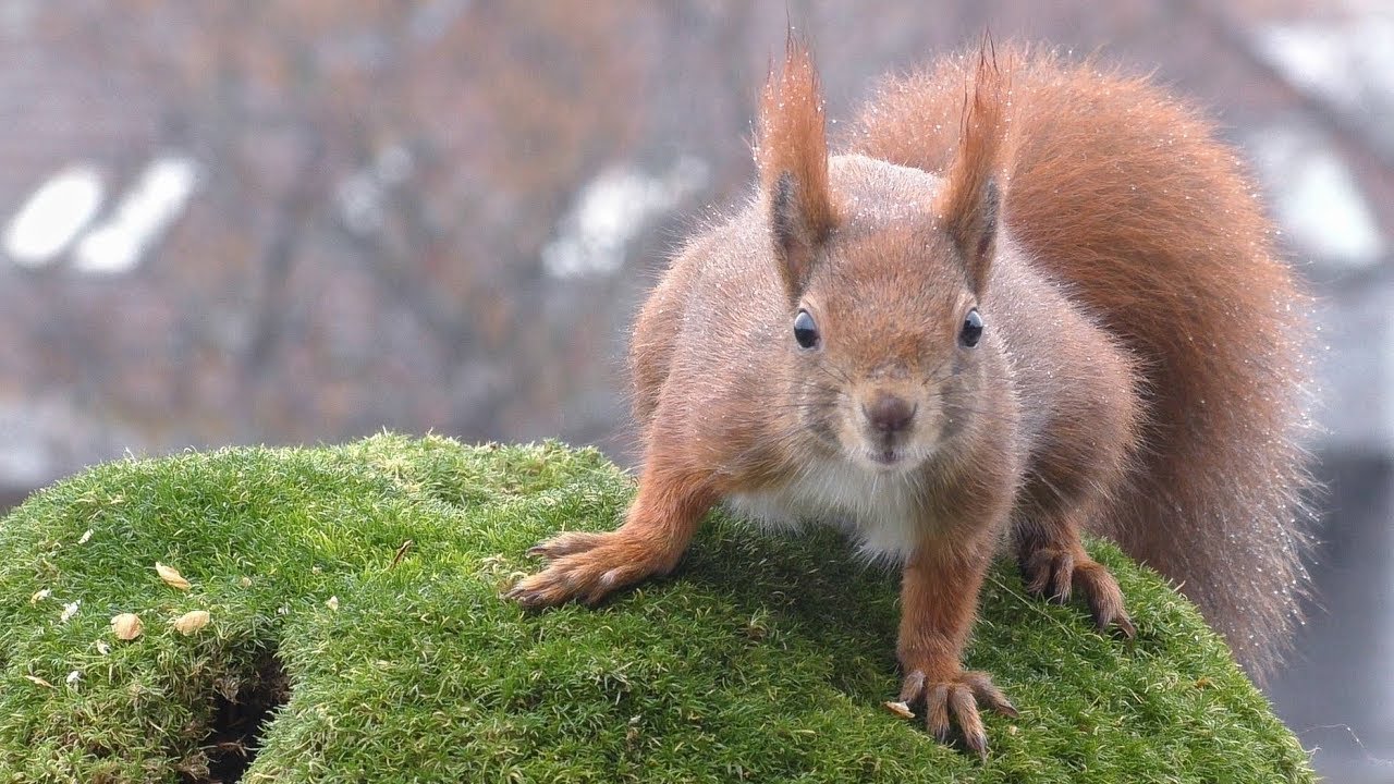 5 Großstadt-Eichhörnchen stellen sich vor [HD]