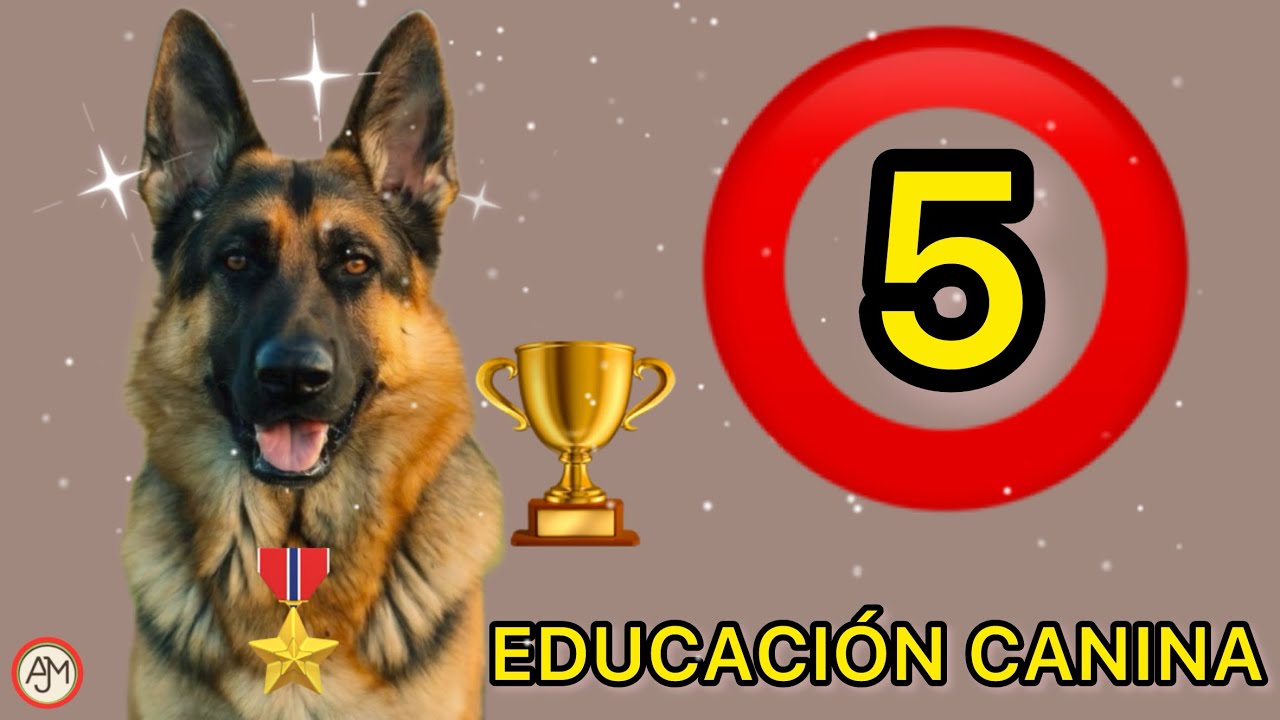 (Evita estos errores) 🐾 El &Uacute;NICO Secreto para Adiestrar a tu Pastor Alem&aacute;n que NADIE te Cuenta