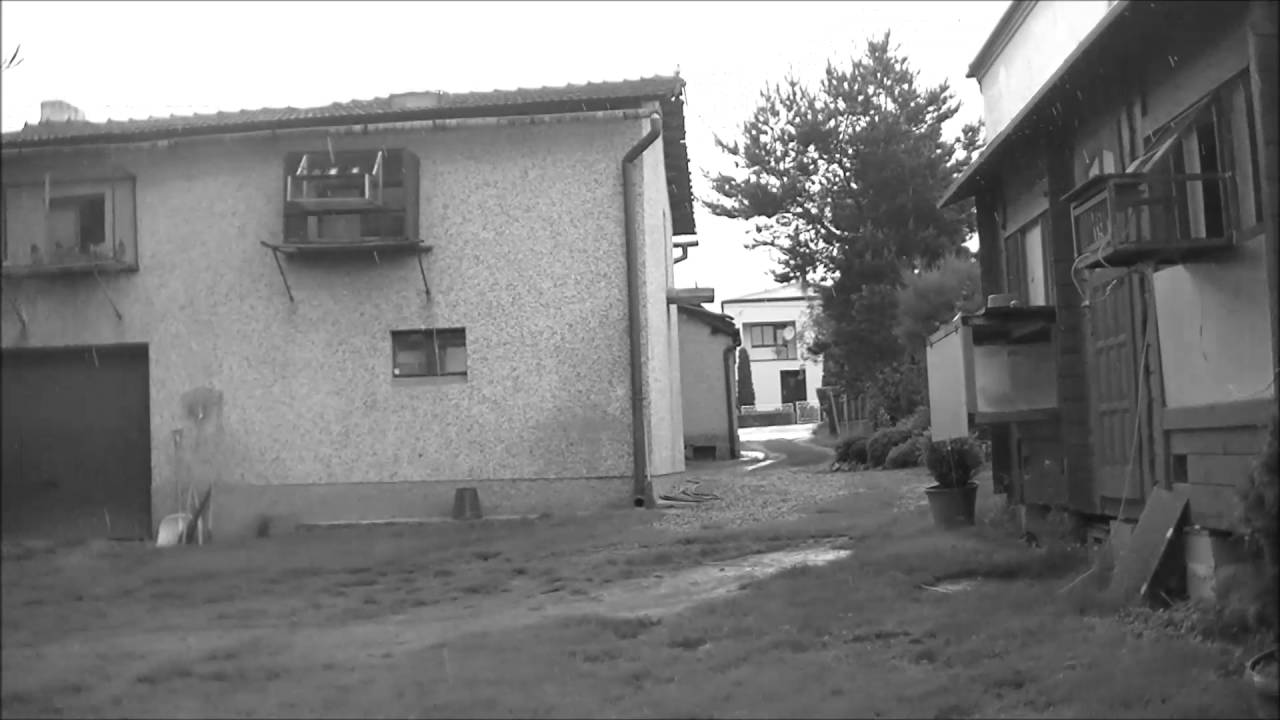 Przylot golebi z Anklam 530