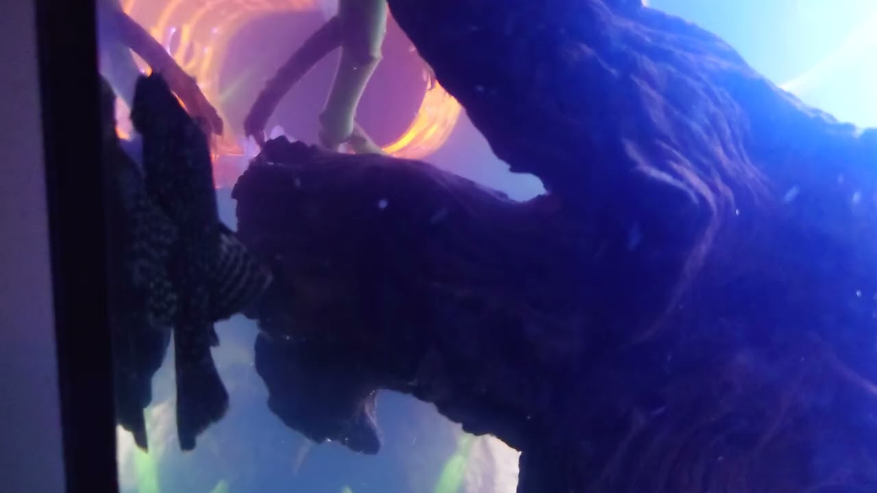 Morning Aquarium Update 