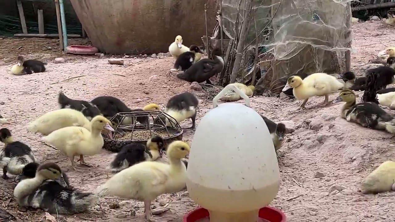 ទាកាប៉ា ស្រែបងប្អូន