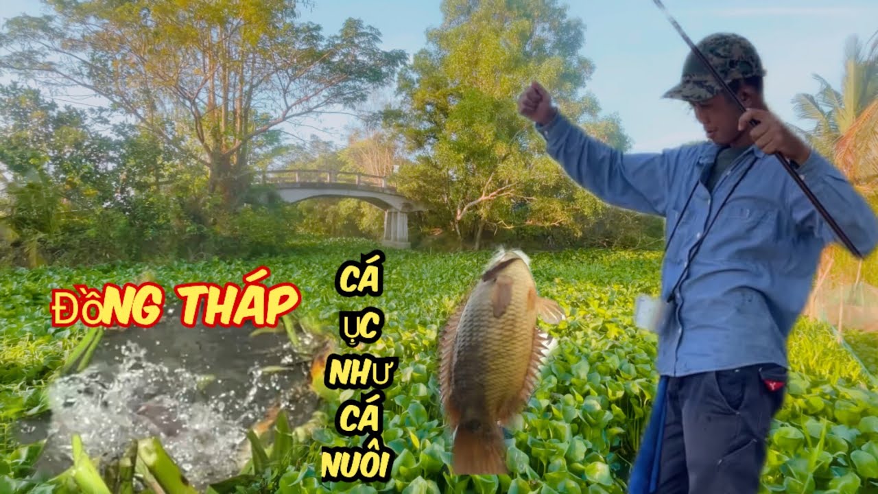 Câu Rô Đồng. Cá Trê Ở Đồng Tháp Cá Nhiều Giựt Mỏi Tay Thật @SangHuynhVlog 