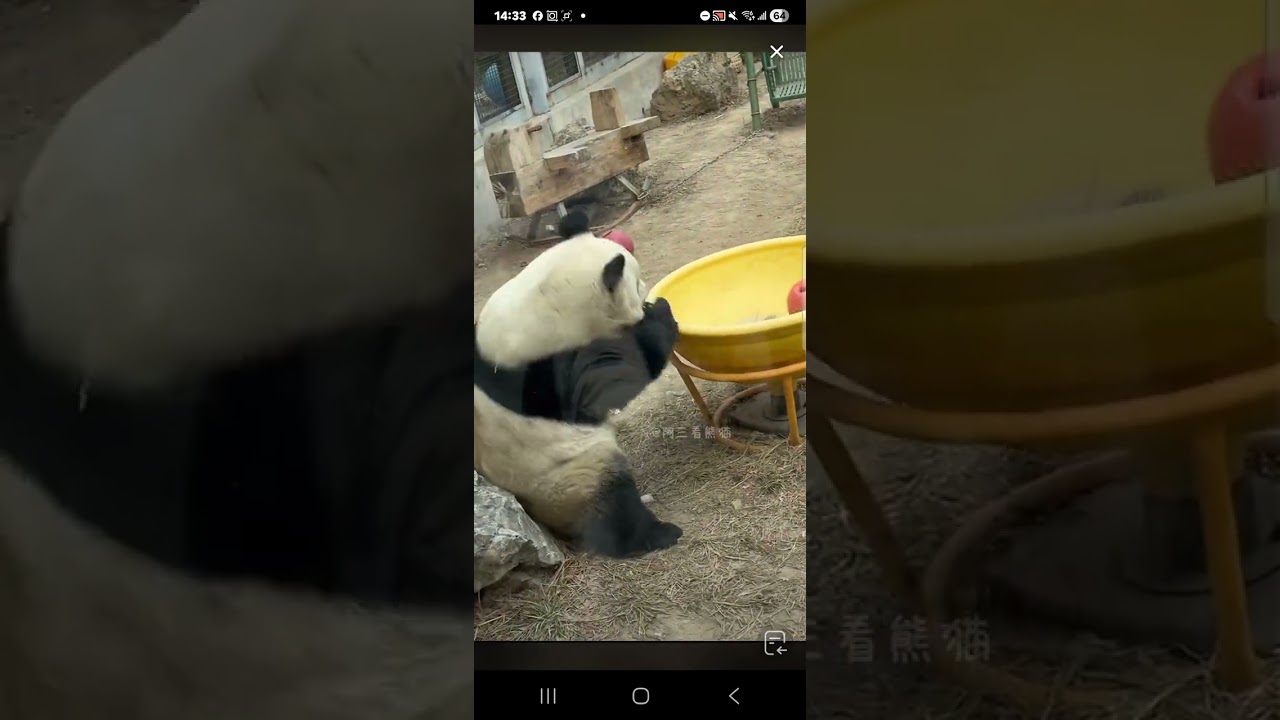 阿三看熊貓錄頻分享🐼 1月28號 小萌蘭日常活動時間