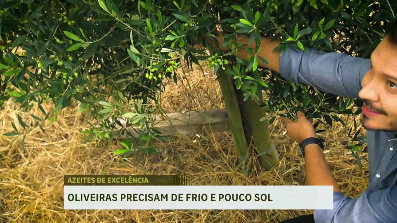 Olival mais alto do Brasil aproveita clima frio para produzir azeite diferenciado