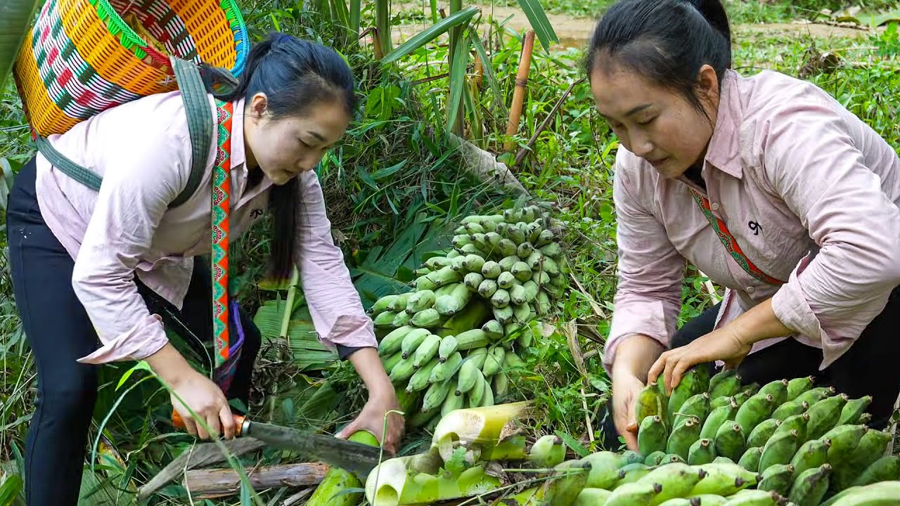 Harvesting Fresh Ripe Bananas and Transporting Them to the Market for Daily Sales