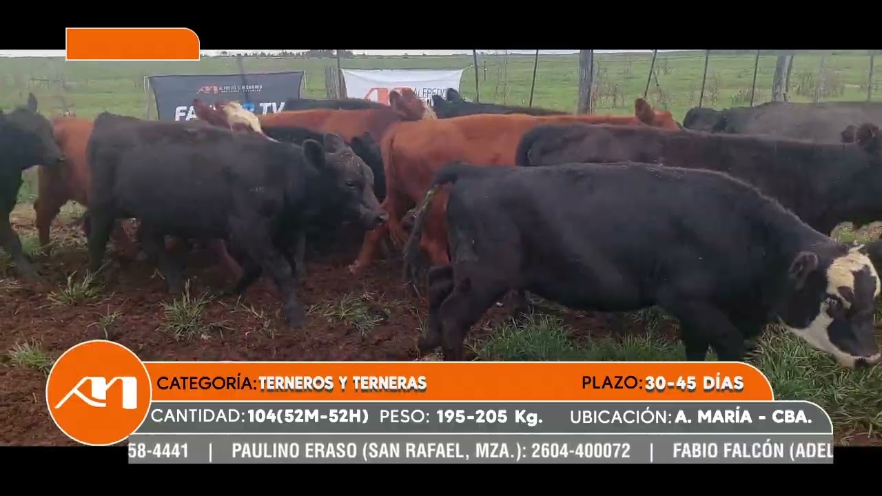 LOTE 107