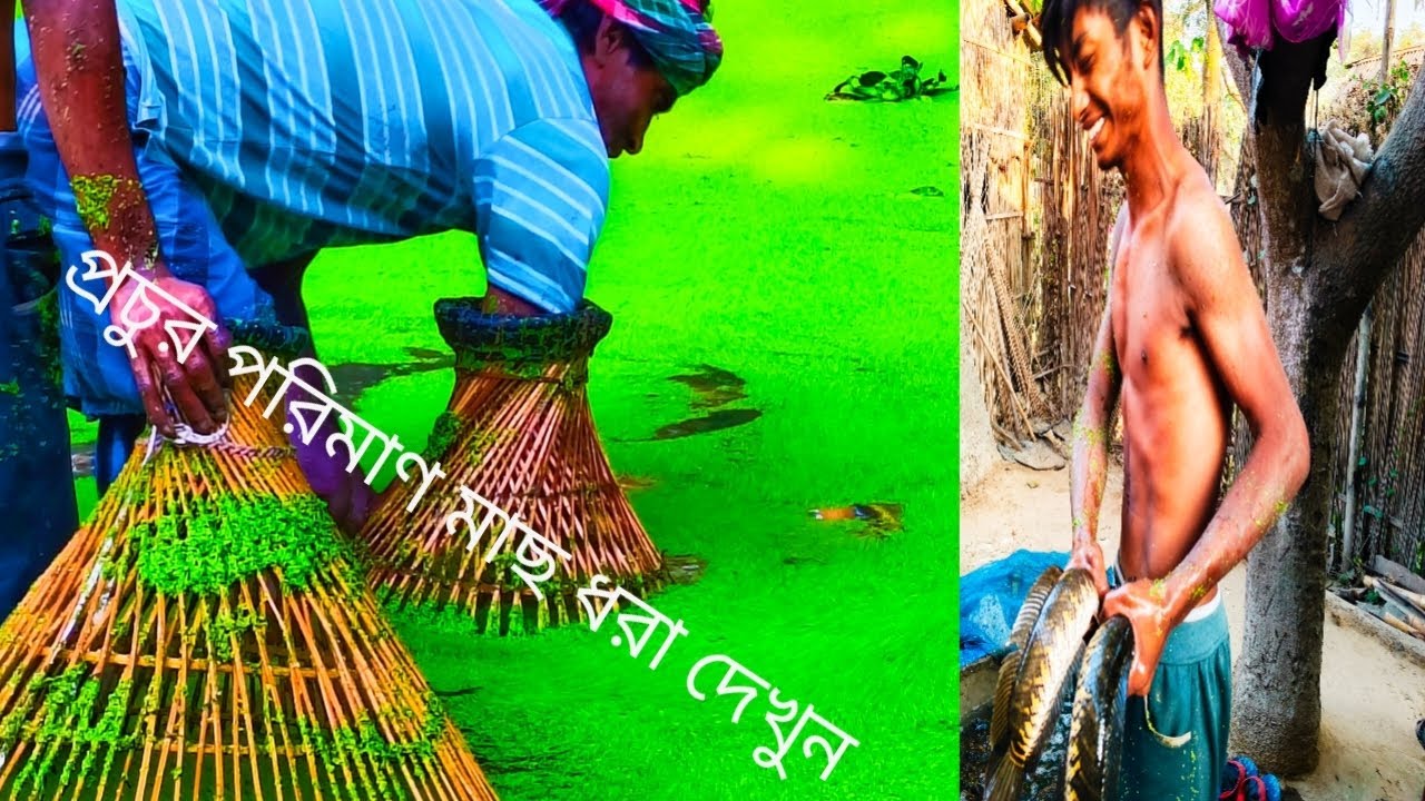 প্রচুর পরিমাণ মাছ ধরা দেখুন#fishing                                     #fishing নবদ্বীপ নদীয়া।  