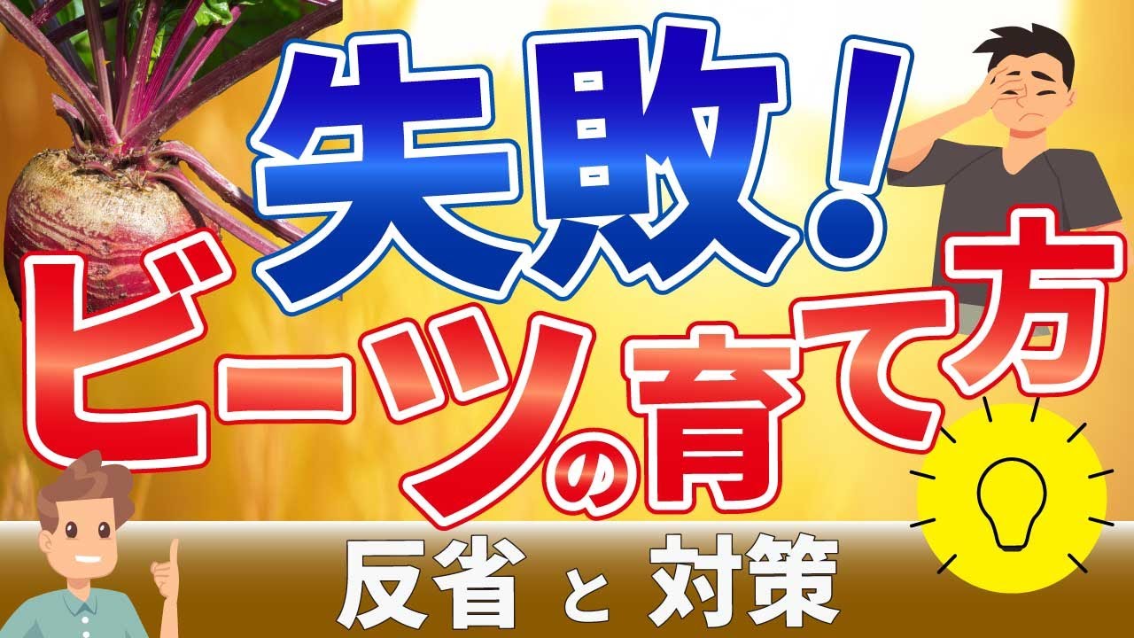 #3.【ビーツの育て方】失敗しました！収穫と反省【家庭菜園】