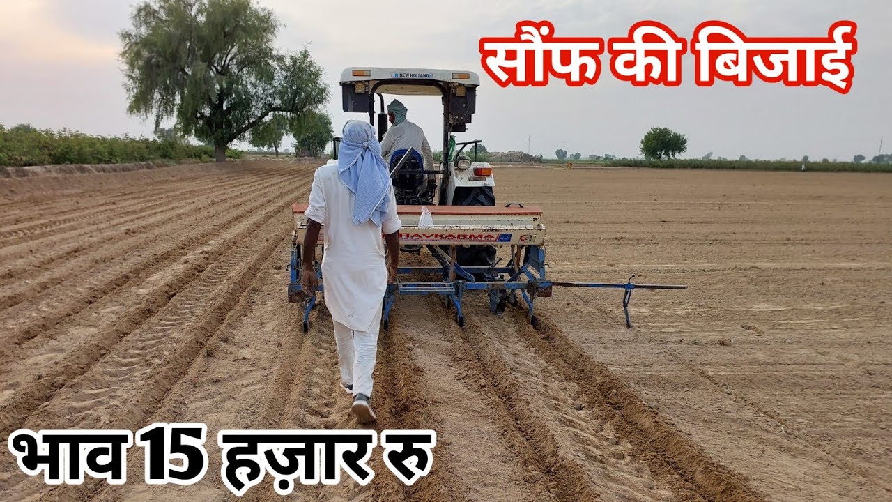 सरसो गेहू के साथ सौंफ की खेती अच्छा विकल्प 15 हज़ार रु के भाव उत्पादन 7 से 8 क्विंटल प्रति हेक्टेयर