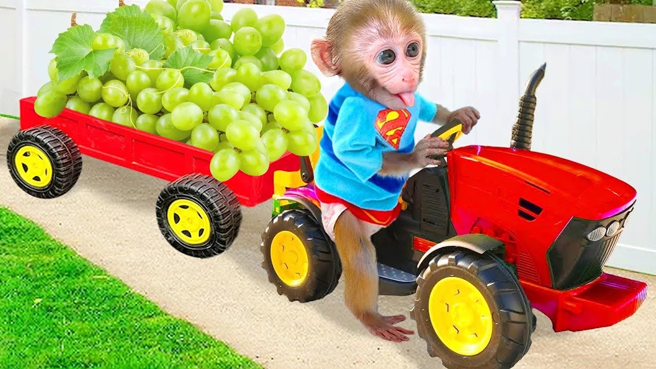 Monyet Bon Bon Imut memanen buah-buahan dan membuat kue di rumah bersama teman bebek
