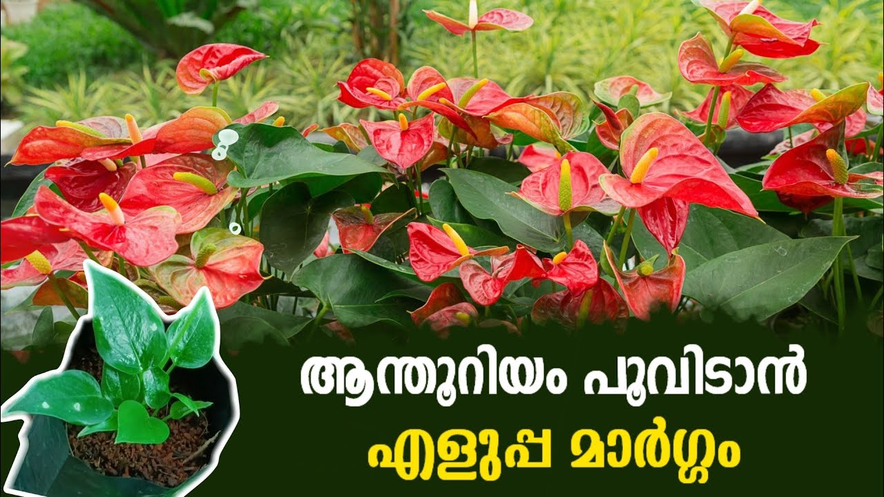 ആന്തൂറിയം എളുപ്പത്തിൽ പൂവിടാൻ ഇങ്ങനെ ചെയ്യൂ/Anthurium flowering tips #plants#anthurium/Shemiz sk/