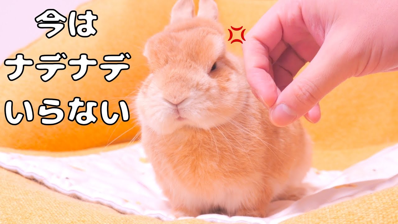 悪天候のせいか珍しく撫でを拒否されたけどその後ミミに助けてもらいました【No.1770】