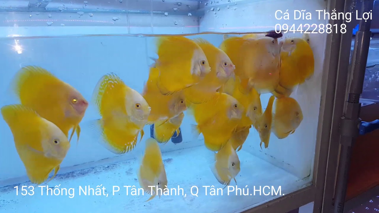 C&aacute; dĩa v&agrave;ng chanh tuyệt đẹp tại trại C&aacute; Dĩa Thắng Lợi