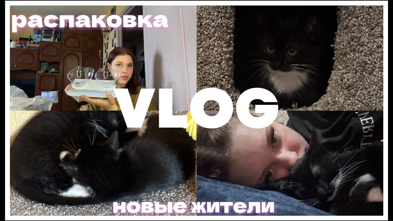 VLOG🤍|| я завела двух котят 🐈‍⬛