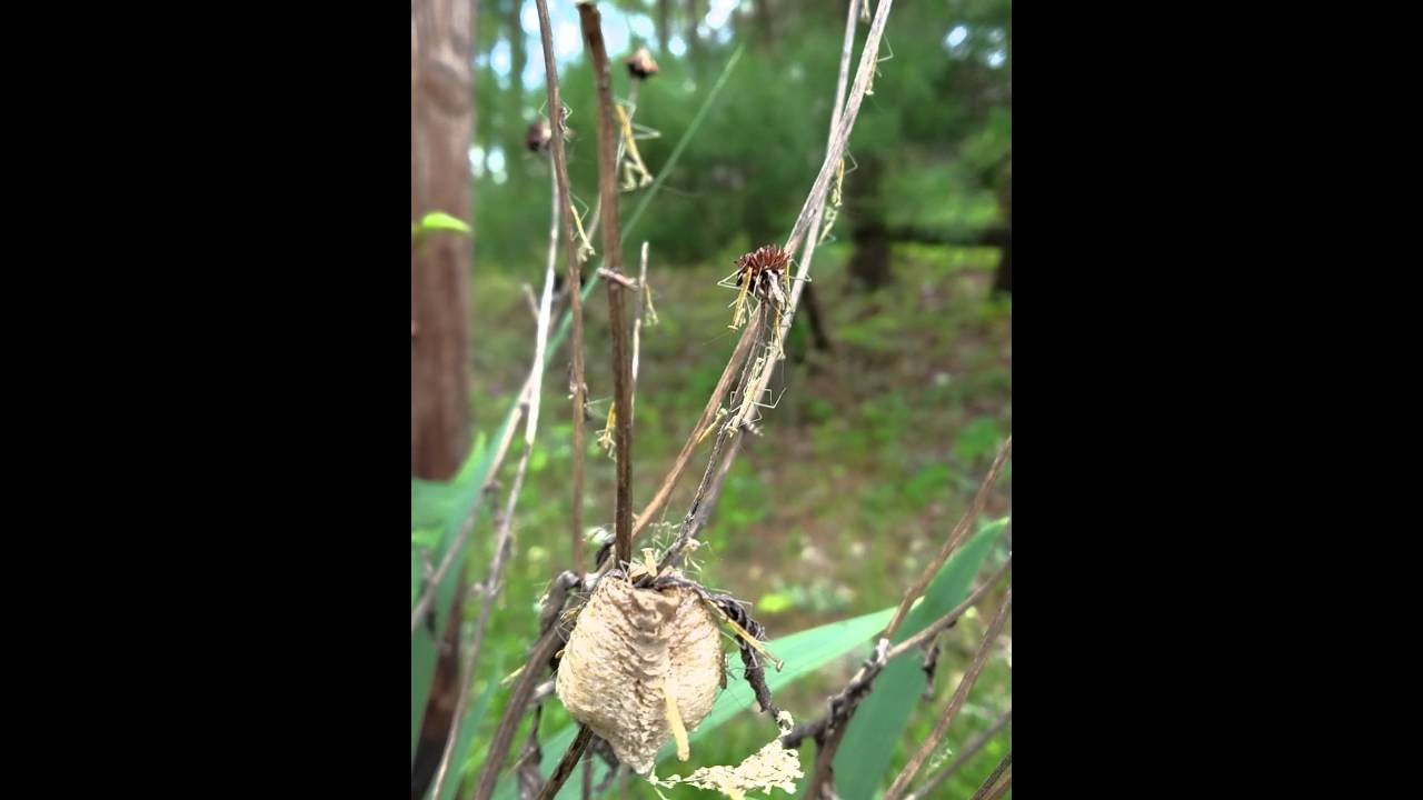 Asian Praying Mantis babies hatching from egg pod