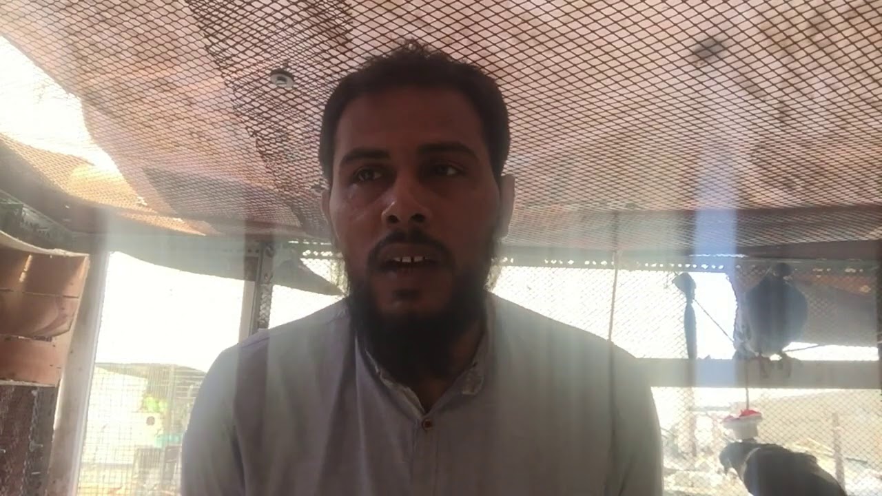 Garmi me kabootar ke liye Thanda Thar Pani Sirf Garmi Kay Lia