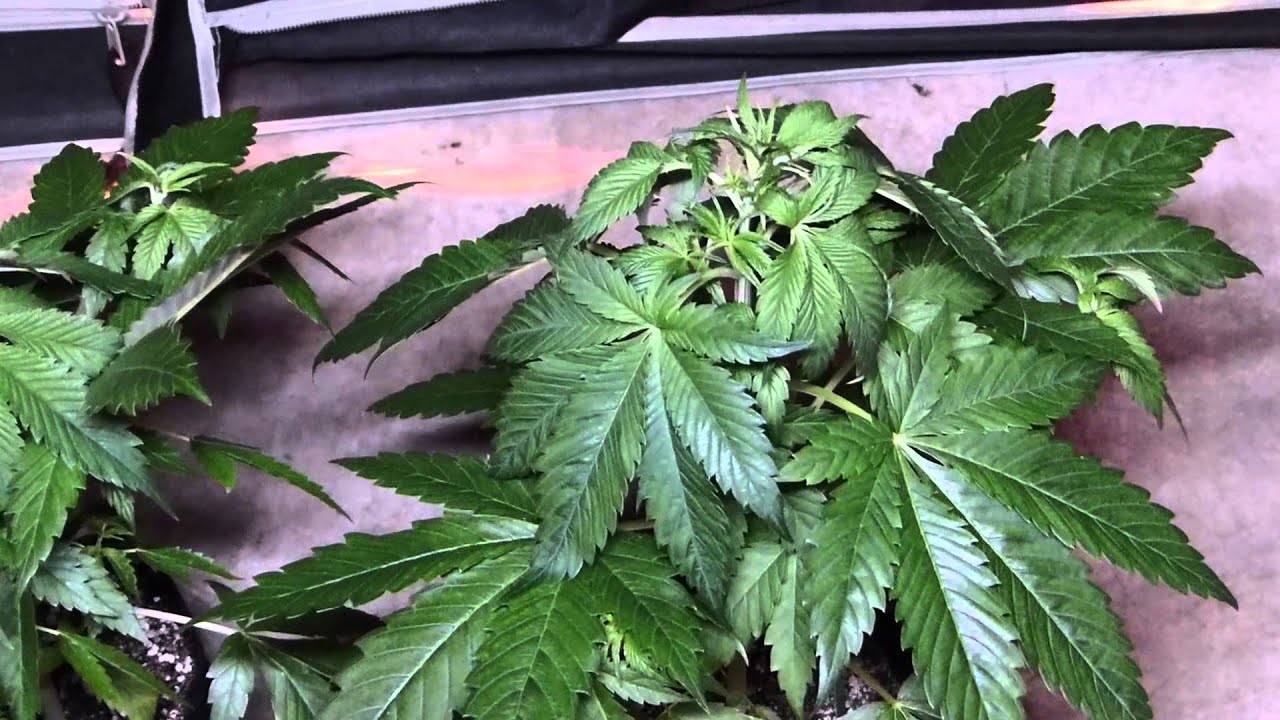 PsyGen AKiesel Week 6