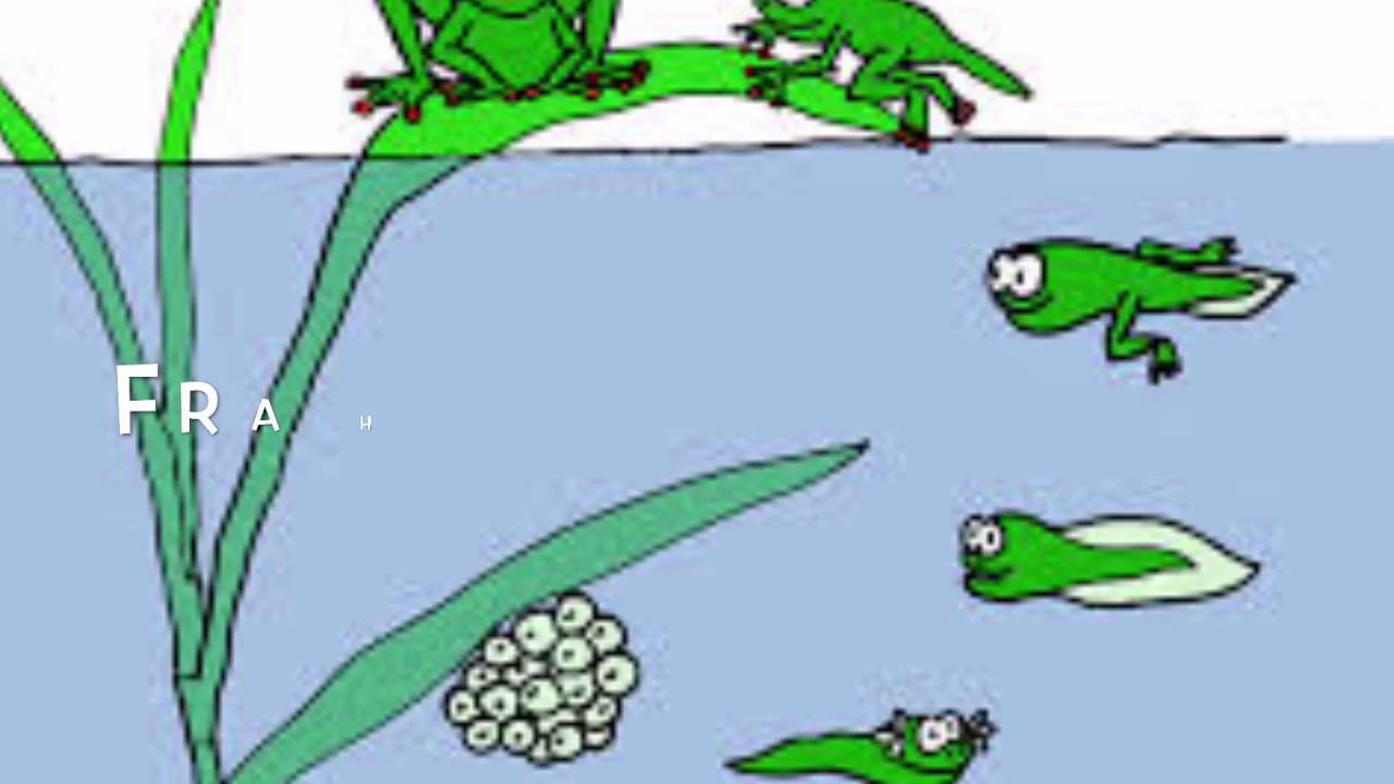 Fra haletudse til frø