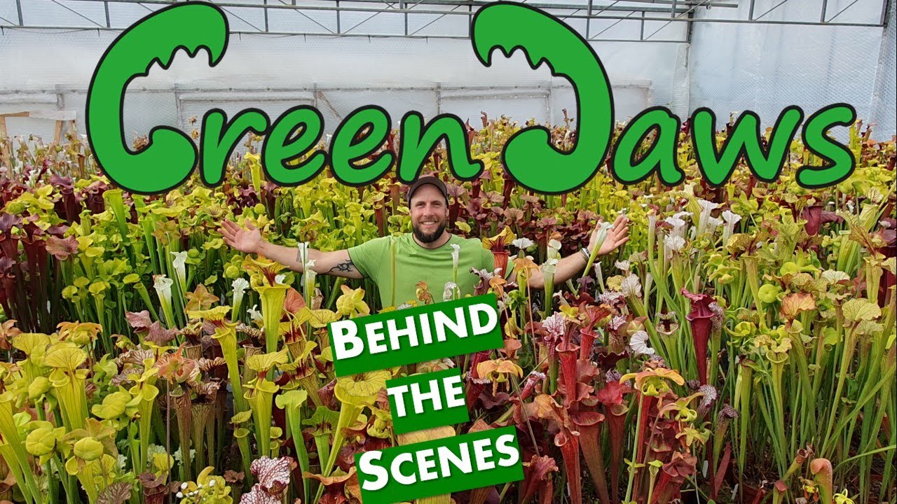 Behind the Scenes of Green Jaws Carnivorous Plant Nursery in Germany