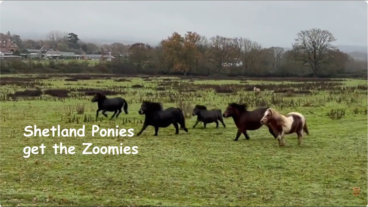 Shetland Ponies Get The Zoomies: TV Episode 581