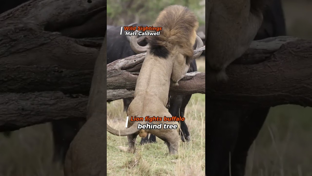 Savage Standoffs: Top 5 Buffalo vs. Lion Moments You Must See