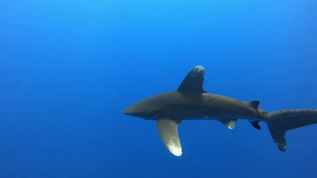 LiveAbroad - The Red Sea