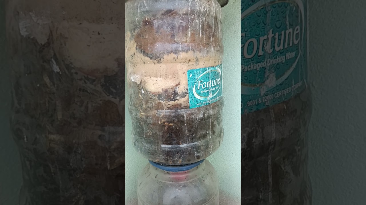 how to extract liquid fertilizer from kitchen waste  #organicfarming #tree #love @arivusgarden