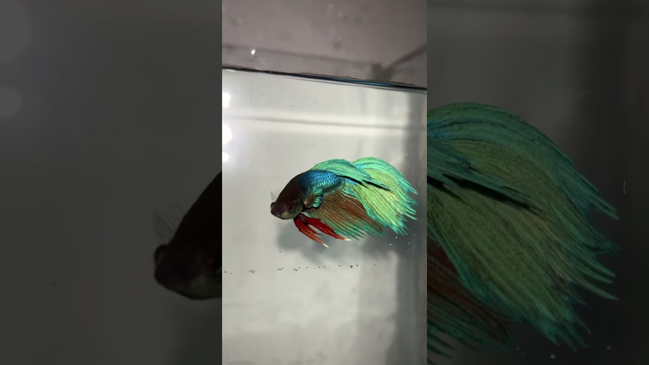 Beta fish #betafish