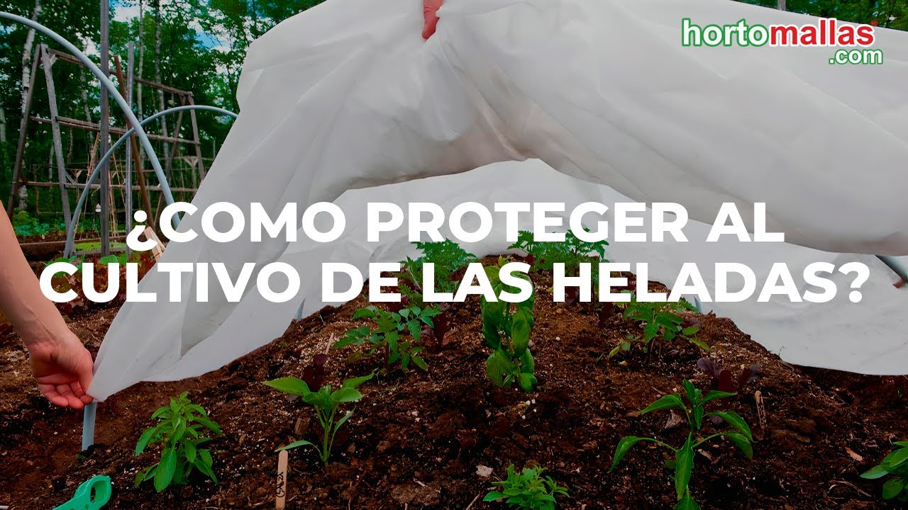 &iquest;Como proteger al cultivo de las heladas?