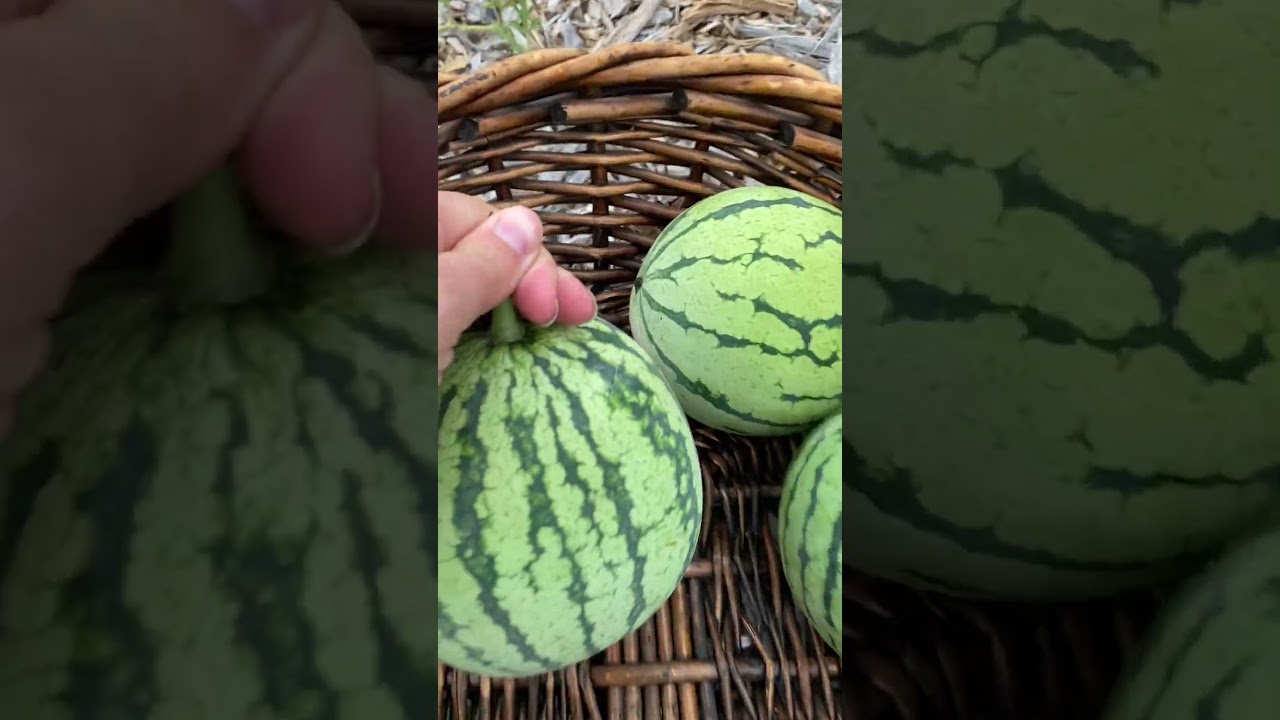 Harvest Time! #growyourownfood #harvest #harvesttime #backyardgarden #homesteading