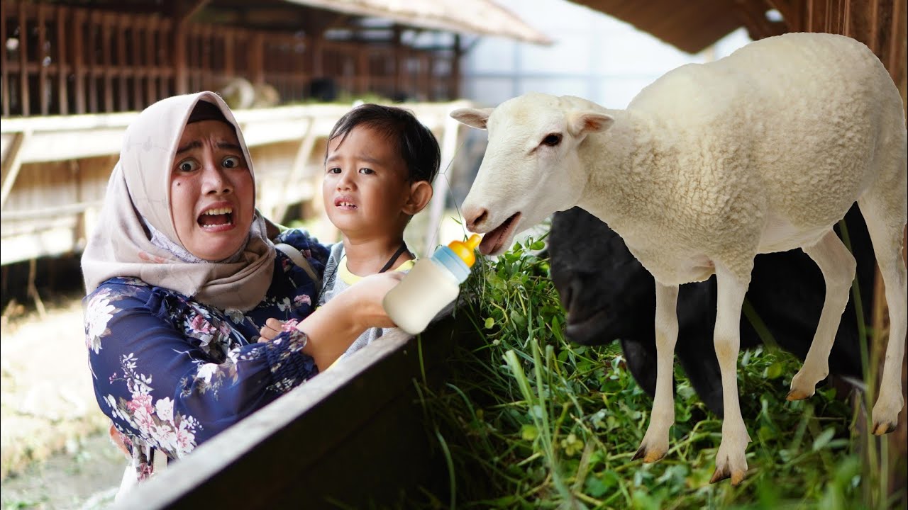ALI TAKUT 😱 DI KEJAR KAMBING - Kasih Susu Kambing | Ali Vlog