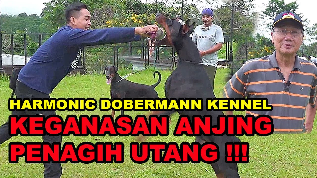 KEGANASAN ANJING DEBT COLLECTOR - HARMONIC DOBERMANN KENNEL