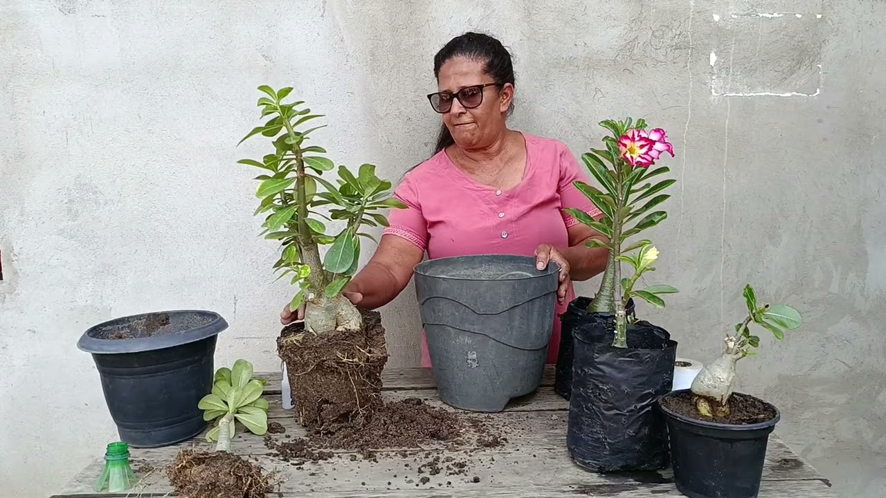 🌱 rosa do deserto com flor🌷😍 mudei minha rosa do deserto para um pote maior 😱#rosadodeserto 