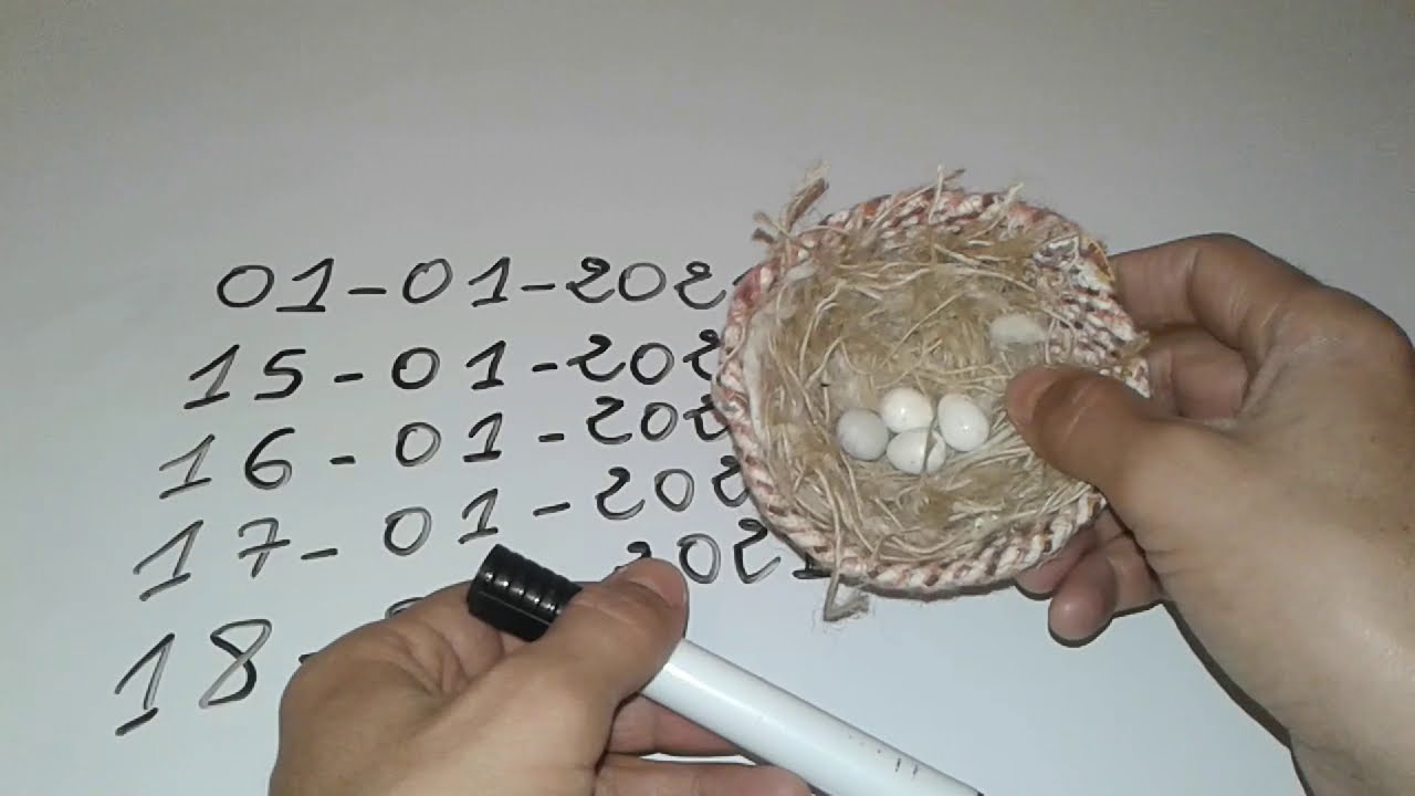 كيفية حساب وقت فقس بيض الكناري وماهي مدة حضن البيض