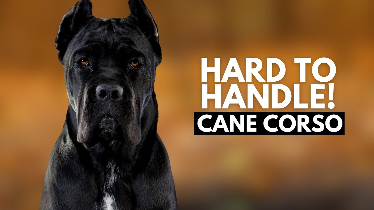 8 Reasons Most People Can&rsquo;t Handle a Cane Corso Dog
