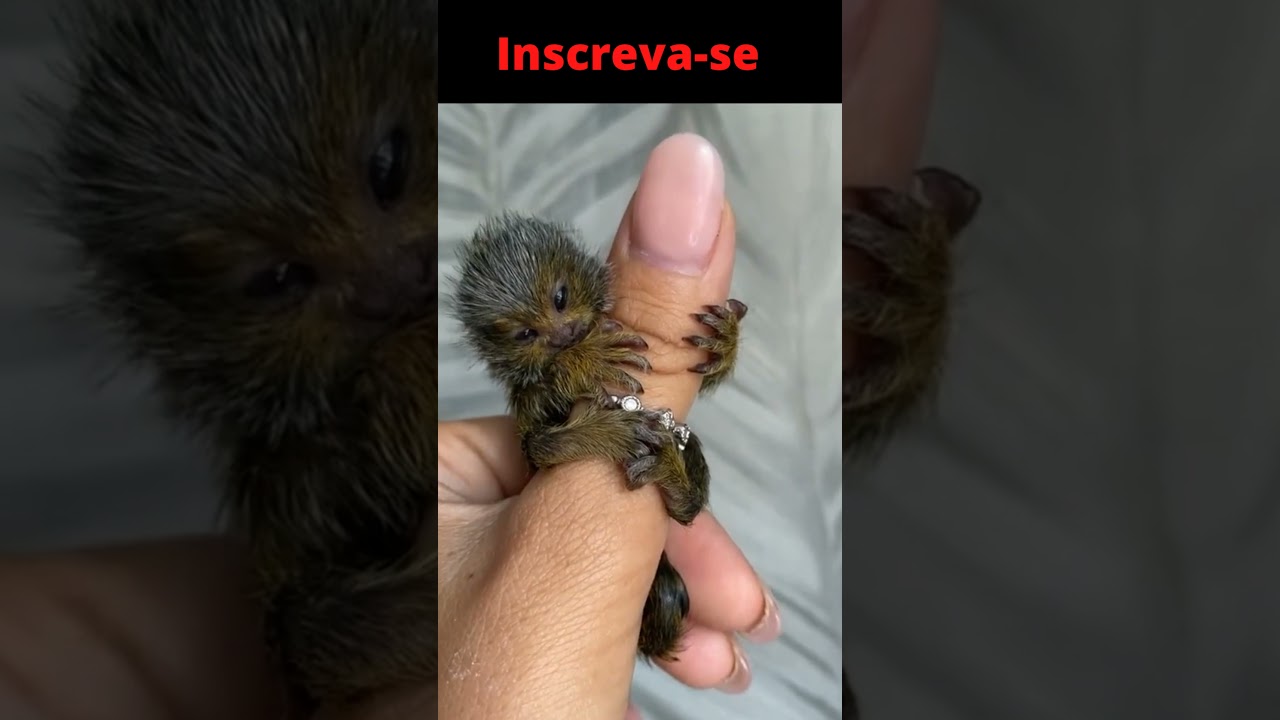 Quem Gosta de um bebê  macaco? 