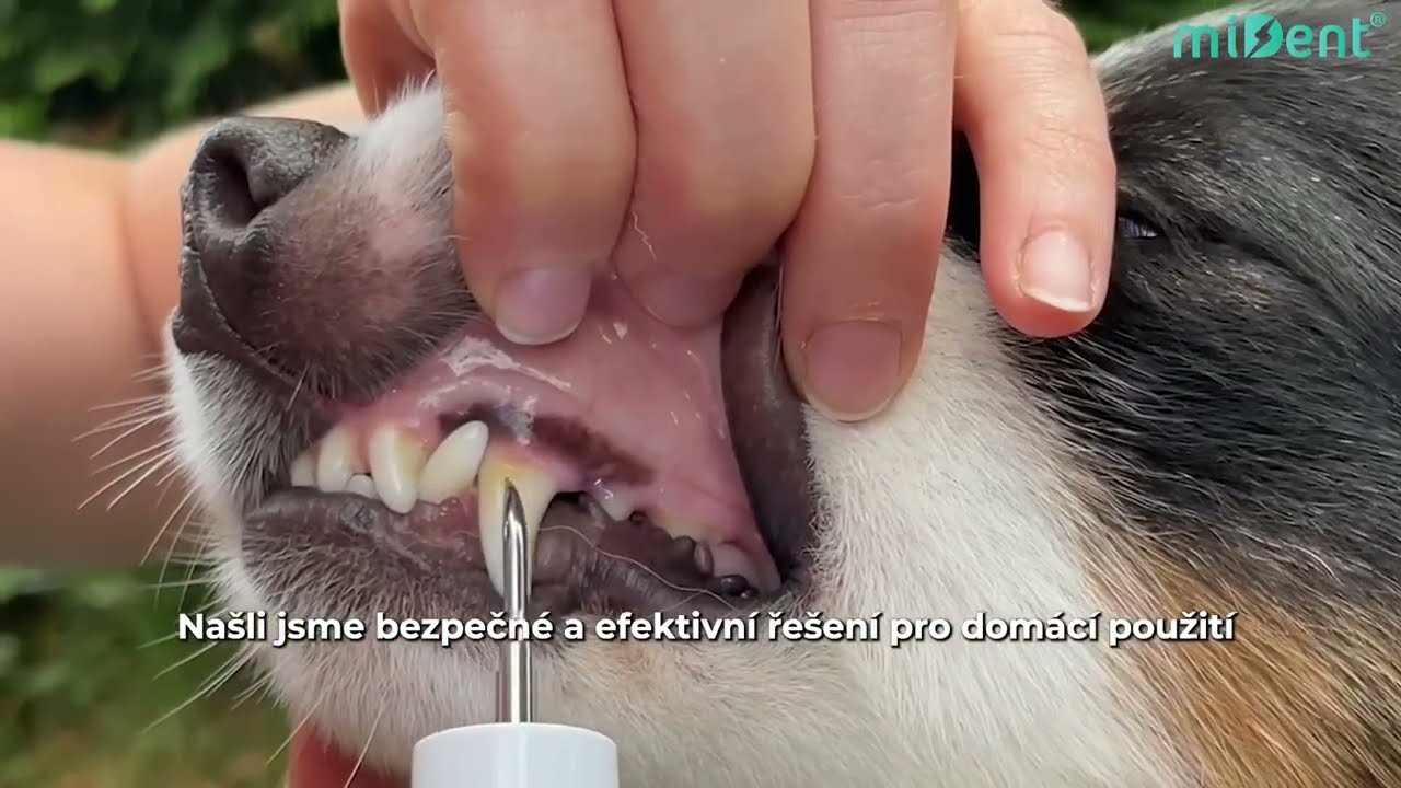 TRUESONIC I PRO PEJSKY! | ČI&Scaron;TĚN&Iacute; PS&Iacute;CH ZUBŮ, ODSTRANĚN&Iacute; ZUBN&Iacute;HO KAMENE