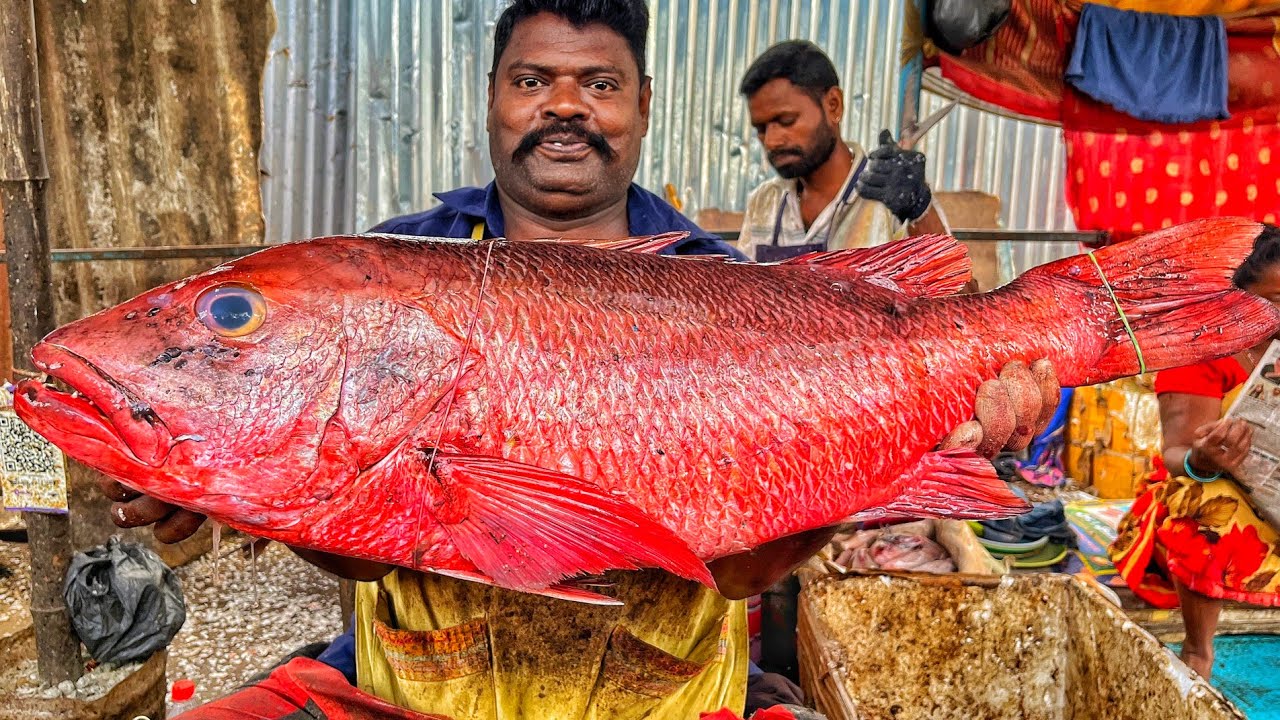 KASIMEDU 🔥 SPEED SELVAM | HUGE RED SNAPPER FISH CUTTING VIDEO | 4K VIDEO | KM FISH CUTTING